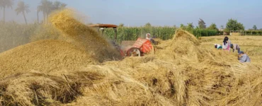 مزارعون يتجمعون لحصاد الأرز في أحد حقول محافظة الشرقية المصرية يوم 12 أكتوبر 2024.